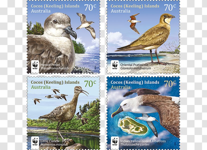 Duck Fauna Flora Ecosystem Wildlife - Ducks Geese And Swans - Wanted Stamps Transparent PNG