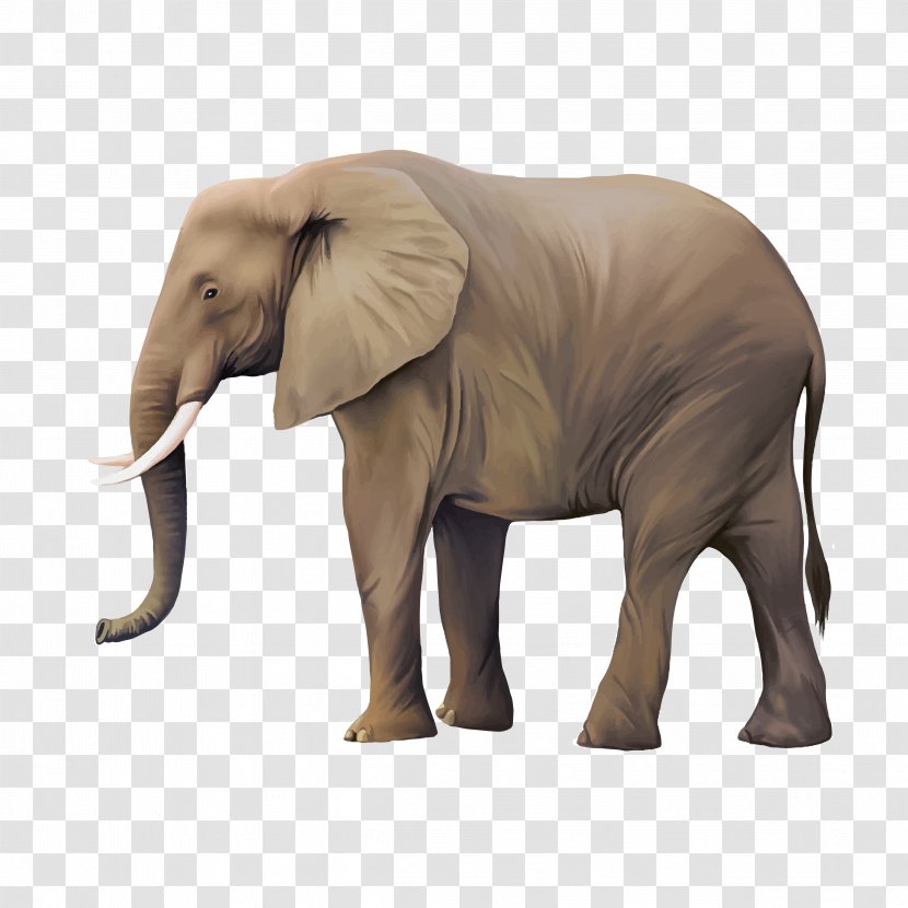 Animal Illustrator Illustration - Elephants And Mammoths - Real Elephant Transparent PNG