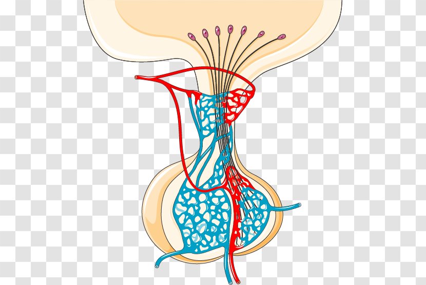 Pituitary Gland Hypothalamus Endocrine System Islets Of Langerhans - Vasopressin - Hypophyseal Portal Transparent PNG