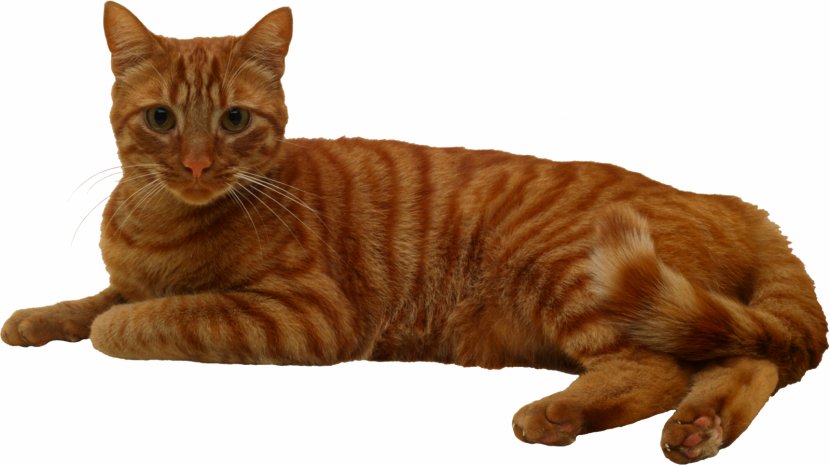 Cat Tree Kitten Felidae Pet - Cats Transparent PNG