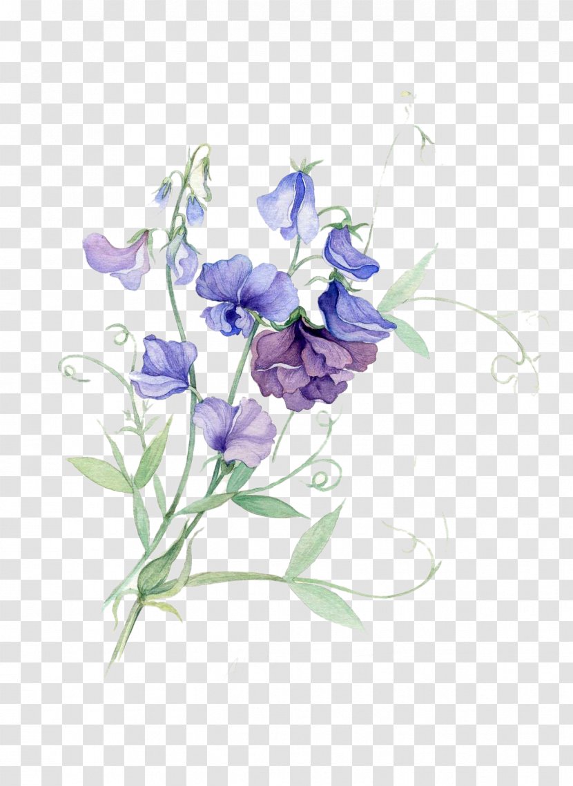 Paper Sweet Pea Watercolor Painting Flower - Art - Purple Flowers Picture Material Transparent PNG