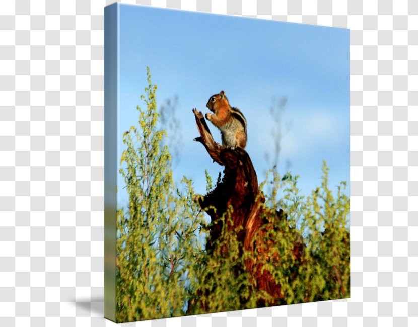 Wildlife Gallery Wrap Canvas Fauna Monk - Sky - Child Transparent PNG