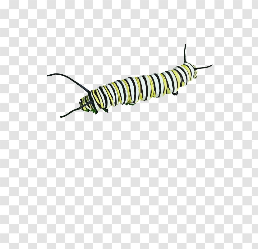 Caterpillar Clip Art - Organism Transparent PNG