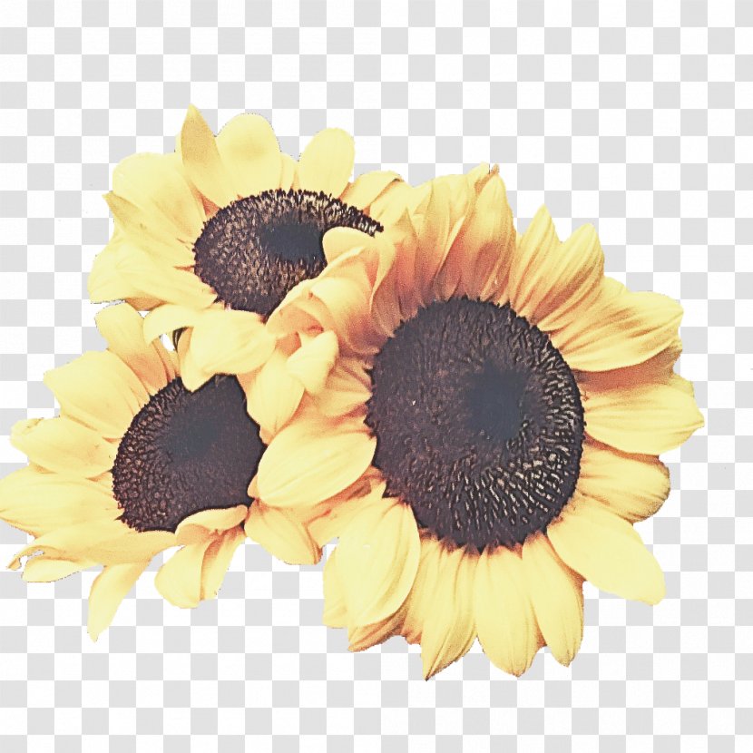 Sunflower - Seed Cut Flowers Transparent PNG