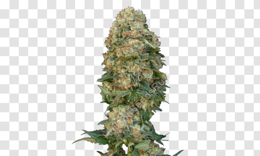 Cannabis Sativa Skunk Seed Bank Transparent PNG