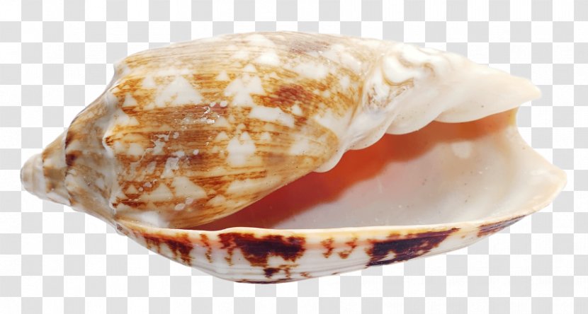 Seashell Conchology Clam - Conch Transparent PNG