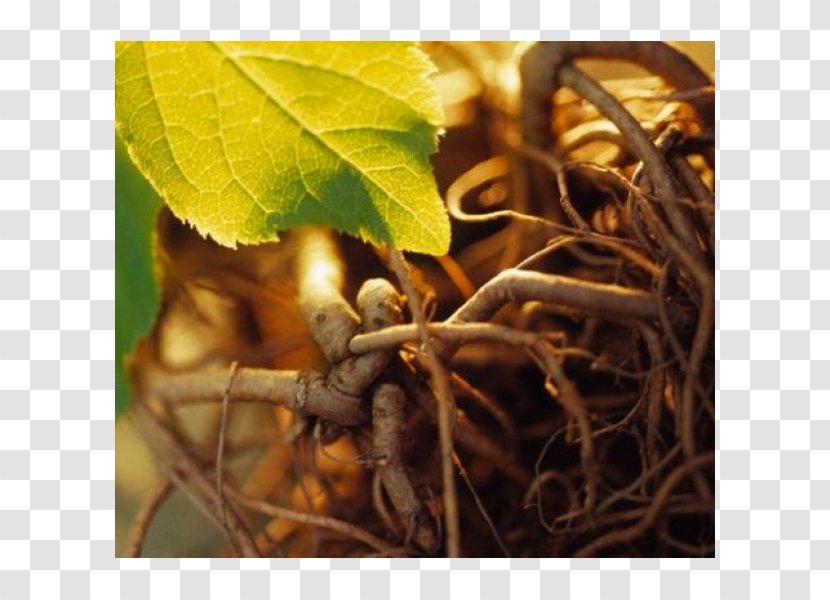Siberian Ginseng Adaptogen Asian Extract Health - Branch Transparent PNG