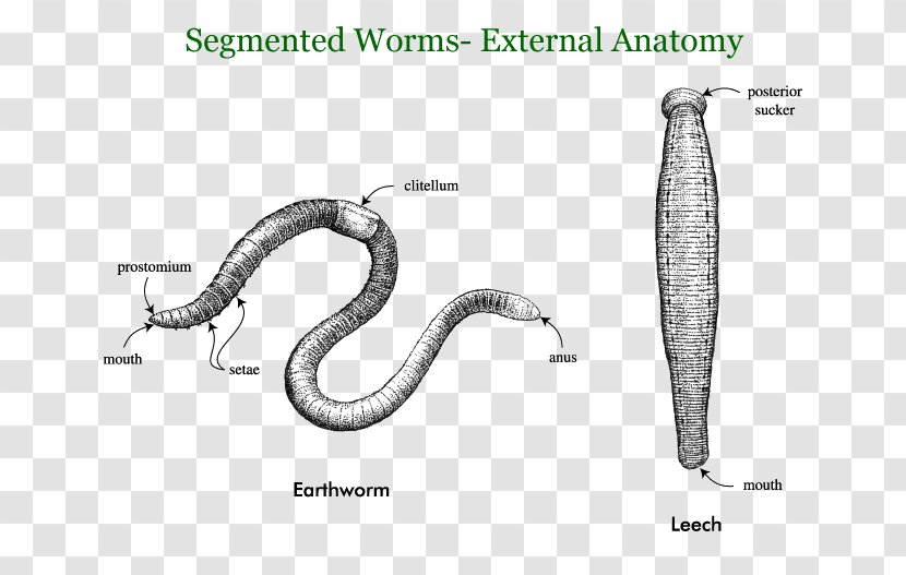 Earthworms Annelid Segmentation Roundworms - Tapeworms - Giant Tube Worm Transparent PNG