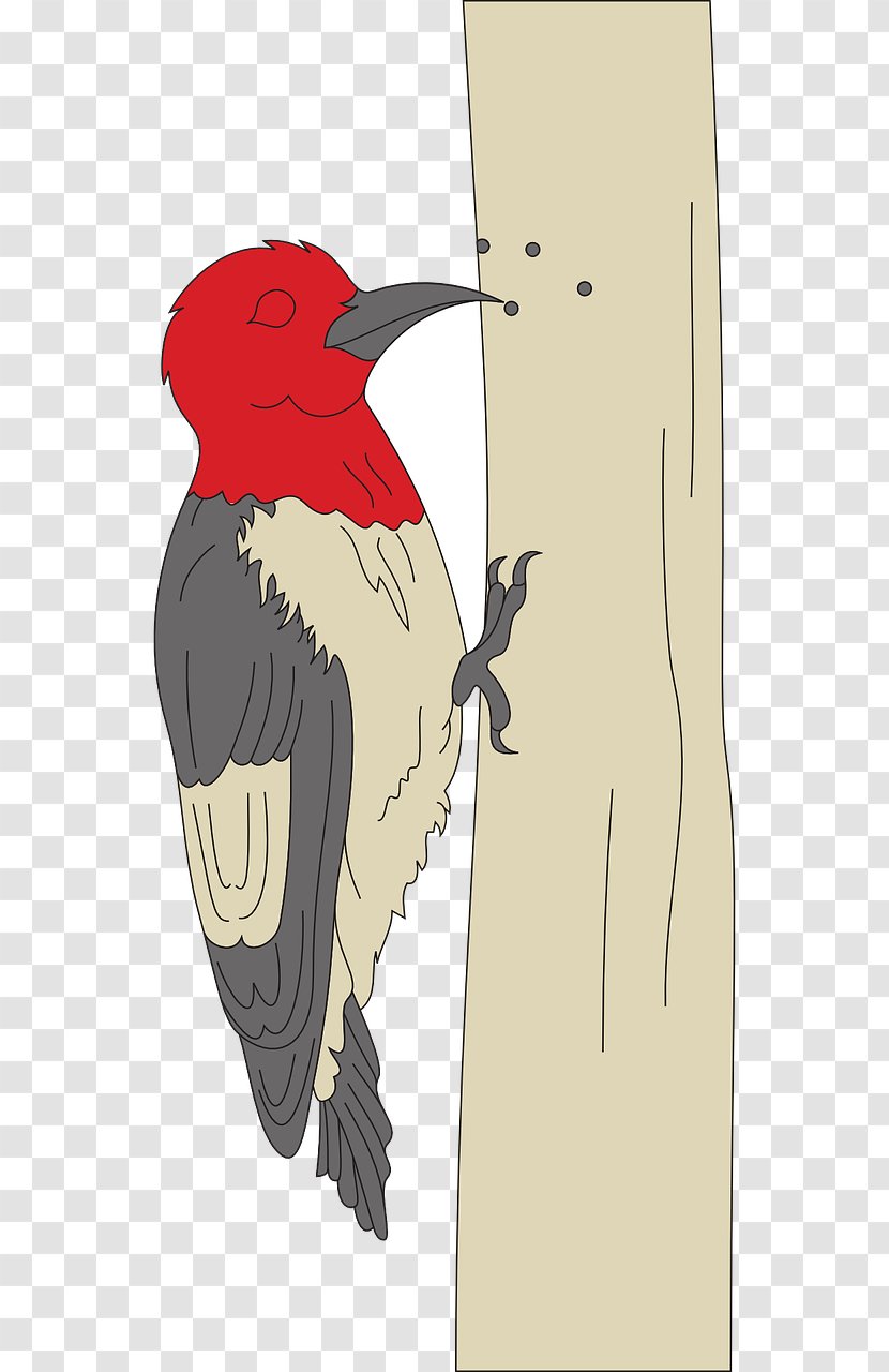 Woodpecker Clip Art Vector Graphics Illustration - Bird Transparent PNG