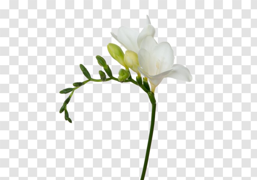 Cut Flowers White Freesia Plant Stem - Twig - Flower Transparent PNG