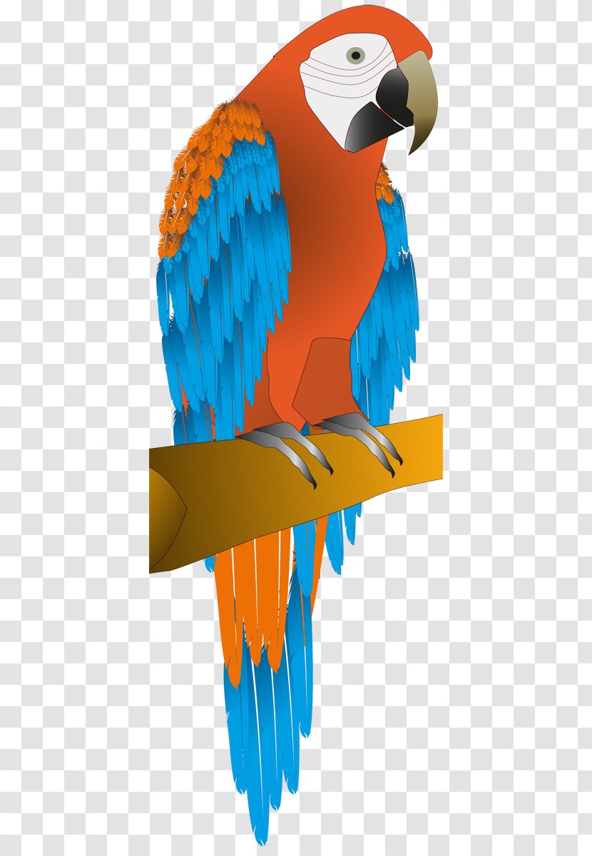 Macaw Parrot Budgerigar Bird Parakeet - Vertebrate Transparent PNG