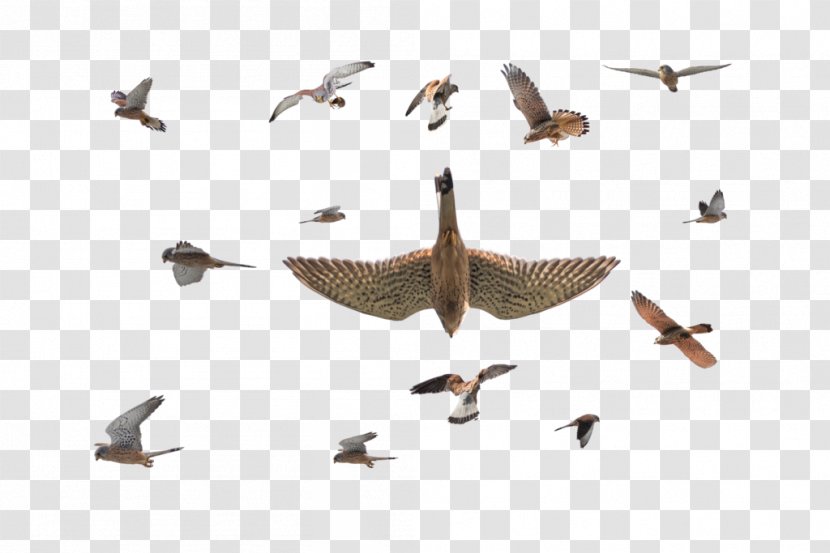 Bird Migration Goose Cygnini Duck Transparent PNG