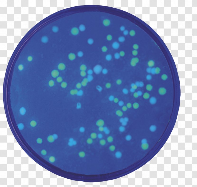 Green Fluorescent Protein Transformation E. Coli Fluorescence Blue - E - Shigatoxigenic And Verotoxigenic Escherichia Transparent PNG
