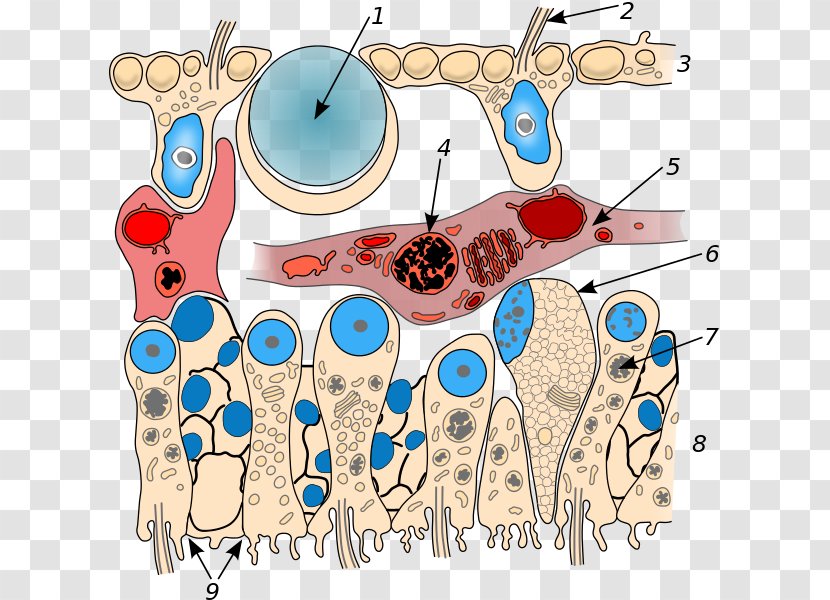 Placozoa Trichoplax Comb Jellies Organism Phylum - Frame - Anatomy Transparent PNG