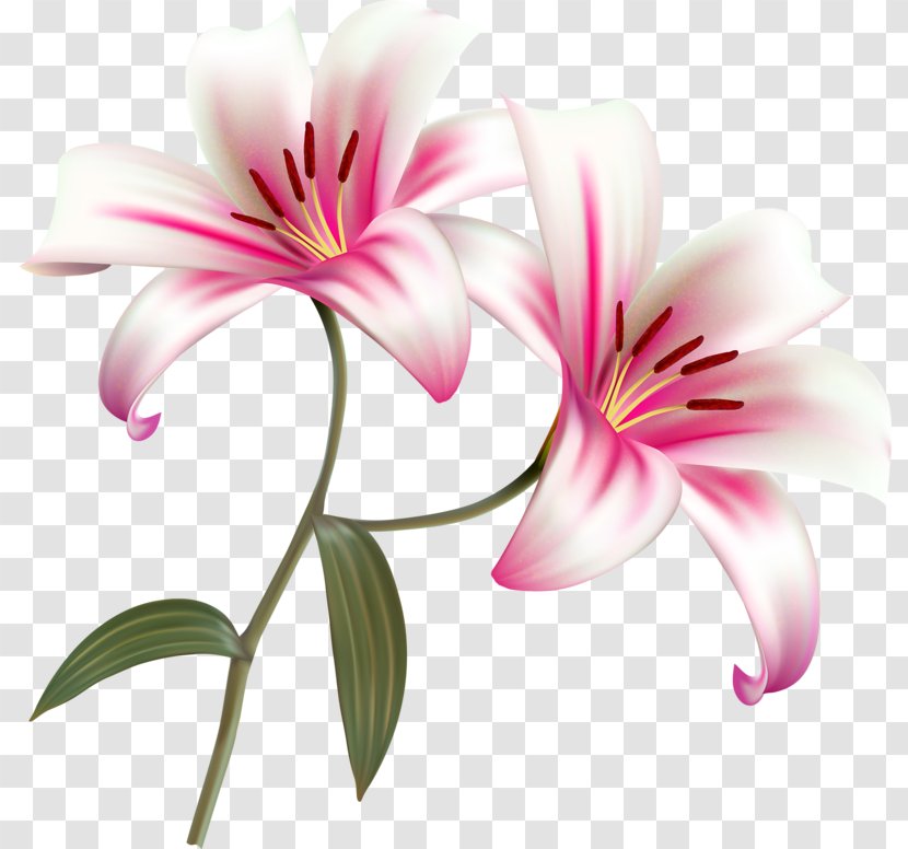 Flower Lilium Bulbiferum Clip Art - Flowering Plant Transparent PNG