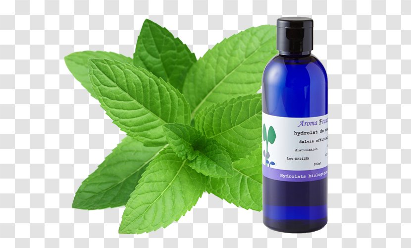 Peppermint Tea Mentha Spicata Water Mint Maghrebi - Extraction - Extract Transparent PNG