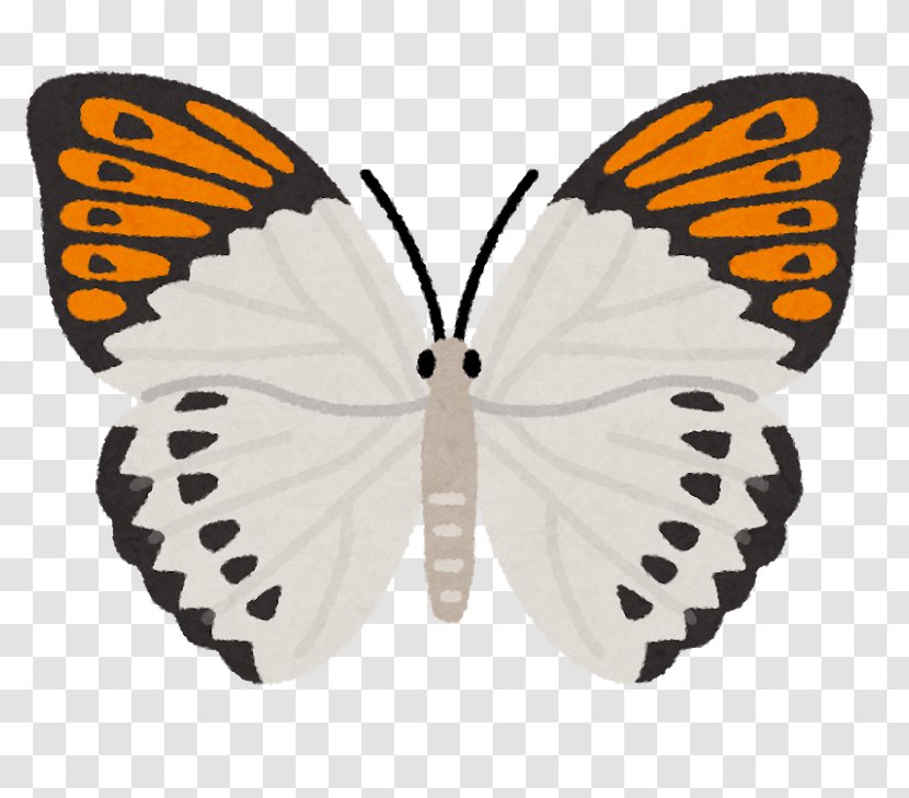 Monarch Butterfly Illustration Image Photograph Shutterstock - Insect - Pieridae Transparent PNG