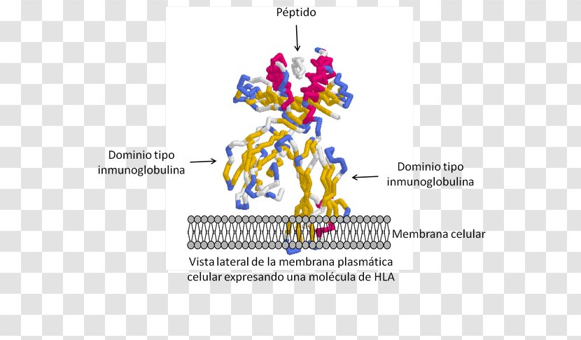Human Leukocyte Antigen MHC Class I Major Histocompatibility Complex Polymorphism - Flower - Carl Sagan Transparent PNG