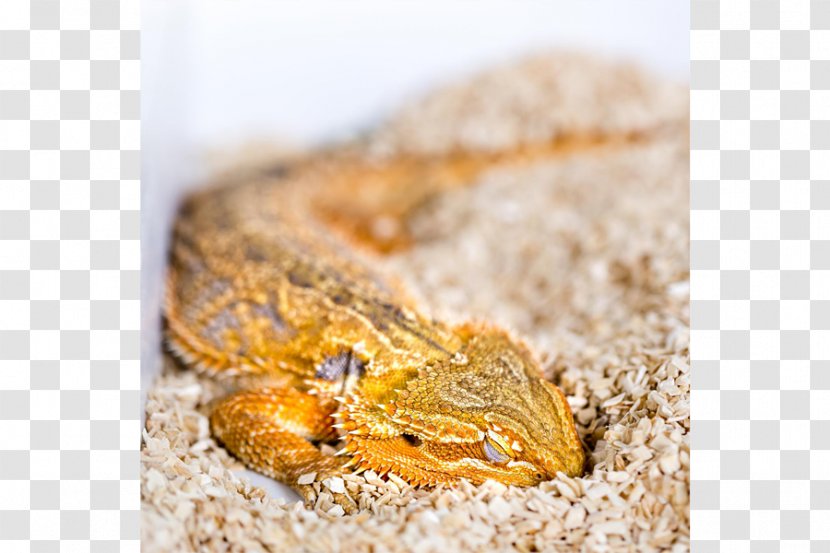Reptile Lizard Snake Bird Sleep Cycle - Central Bearded Dragon Transparent PNG