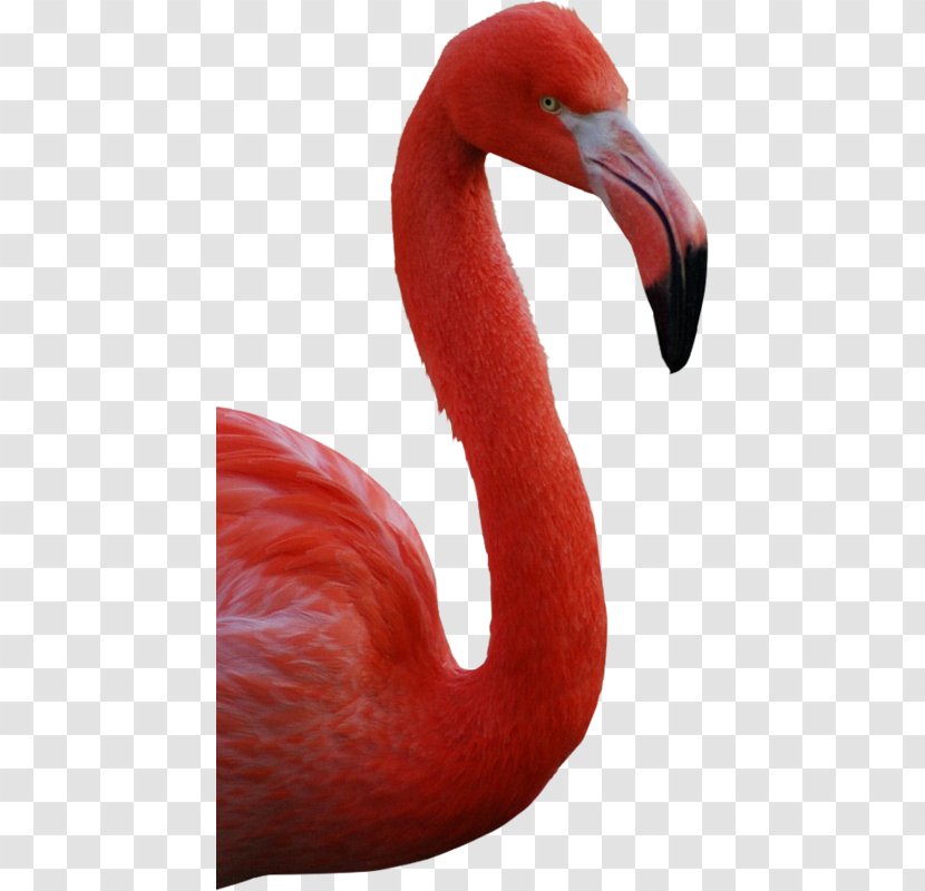 American Flamingo Greater Bird - Animal Transparent PNG