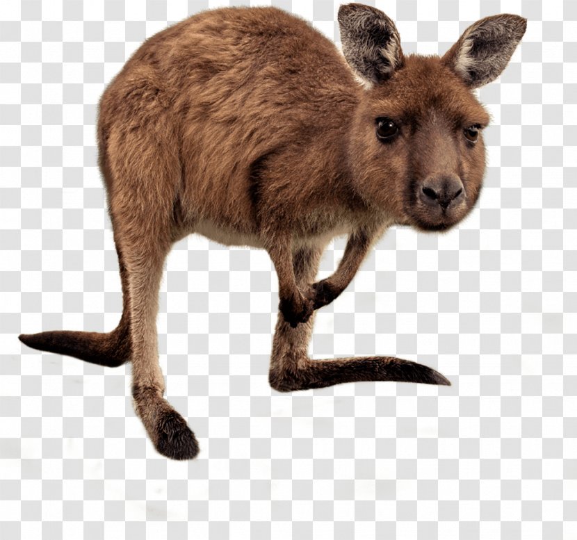 Kangaroo Australia Wallaby Reserve Stock Photography - Rednecked Transparent PNG