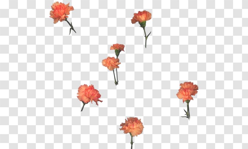Garden Roses DJ Spice T Deep Session (Part 2) Floral Design Flower - Puppy Transparent PNG