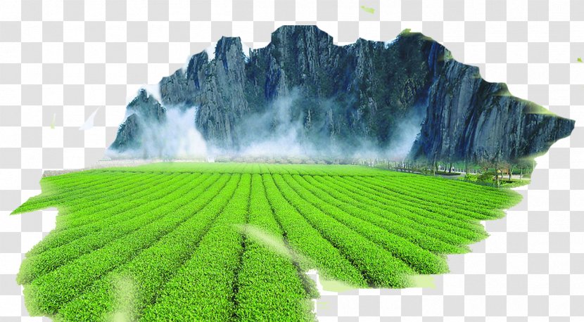 Wuyi Tea Green Mount Heng Longjing - Taobao - Field Ink Painting Transparent PNG