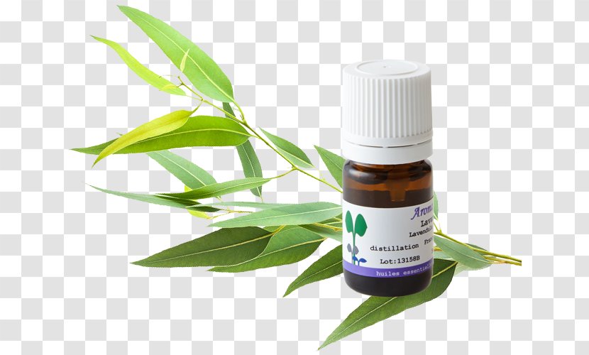 Car Herbalism Gum Trees Aromatherapy - Cymbopogon Citratus Transparent PNG