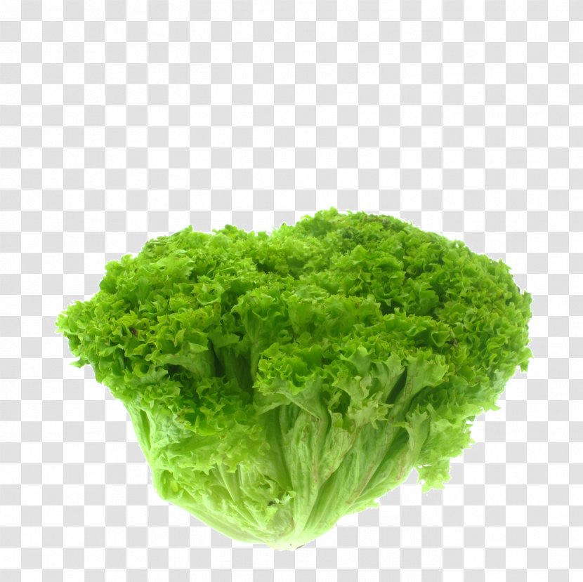 Salad Iceberg Lettuce Herb Romaine Parsley - Spring Greens Transparent PNG