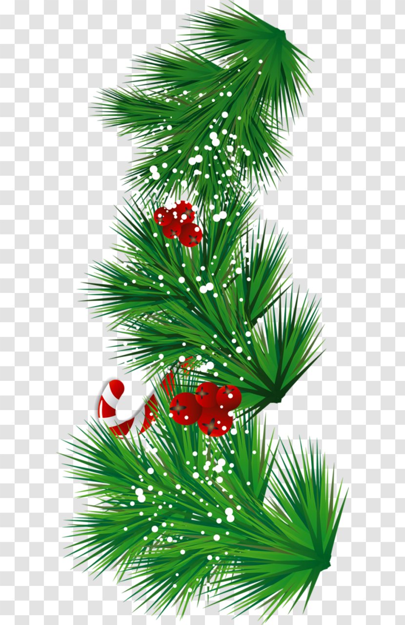 Candy Cane Mistletoe Christmas Can Stock Photo Clip Art - Evergreen - Transparent Pine Branch With And Clipart Transparent PNG
