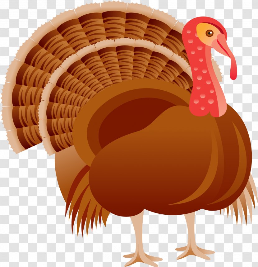 Thanksgiving Greeting Card Holiday Pattern - Gratitude - Cartoon Peacock Decorative Transparent PNG