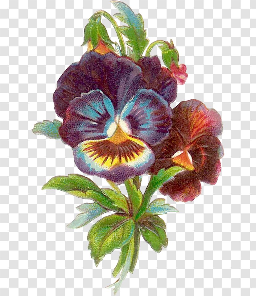 Floral Design Cut Flowers Rose - Violet - Flower Transparent PNG