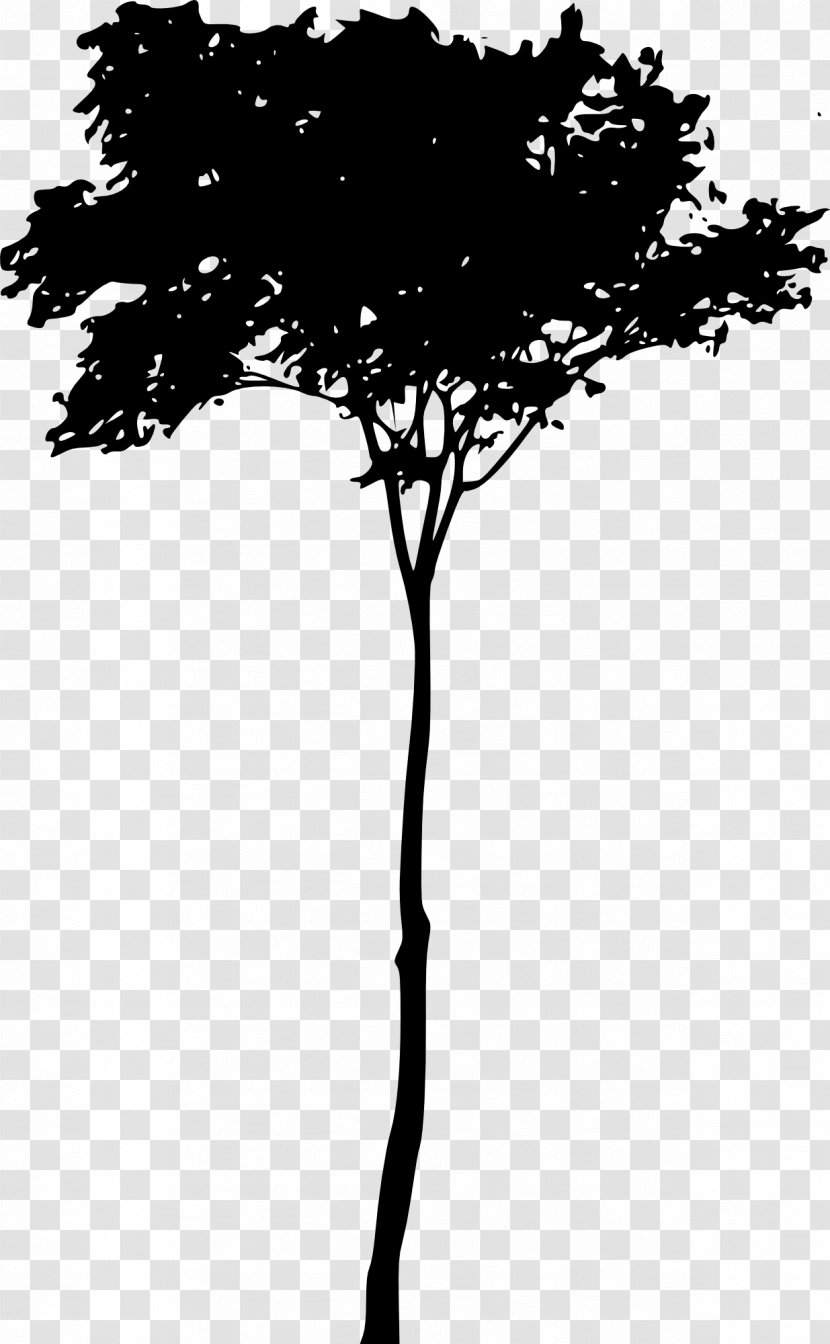 Tree Woody Plant Twig Silhouette Transparent PNG