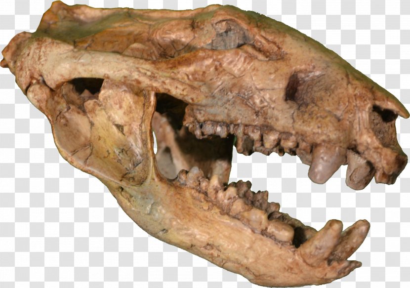 Hell Creek Formation Rocky Mountain Dinosaur Resource Center Late Cretaceous Tyrannosaurus Marsupial - Ice Age Transparent PNG