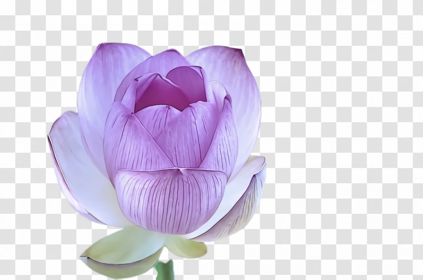 Petal Flower Violet Purple Pink - Sacred Lotus - Family Transparent PNG