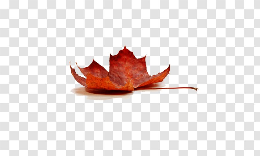 Sugar Maple Silver Water Sap Syrup - Decapoda - Autumn Leaf Transparent PNG