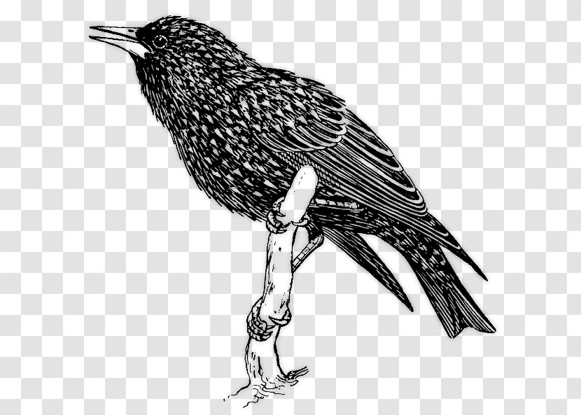 Common Starling Bird Clip Art - Beak Transparent PNG