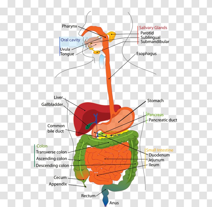 Human Digestive System Digestion Respiratory Tract Gastrointestinal - Heart - Frame Transparent PNG