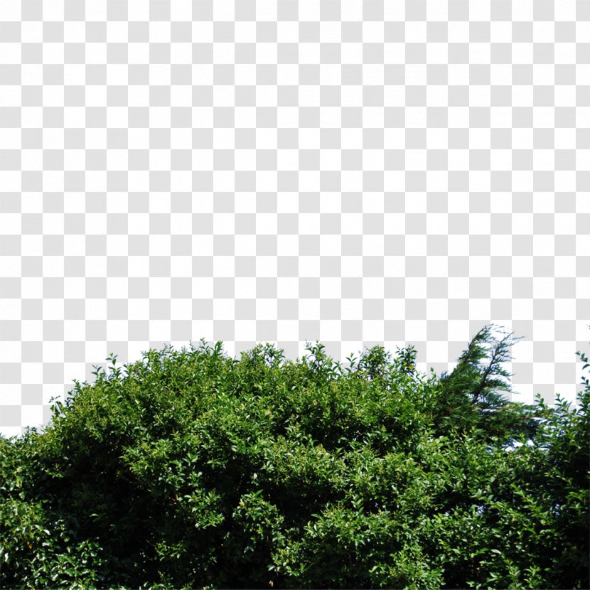 Shrub Plant Tree - Information Transparent PNG