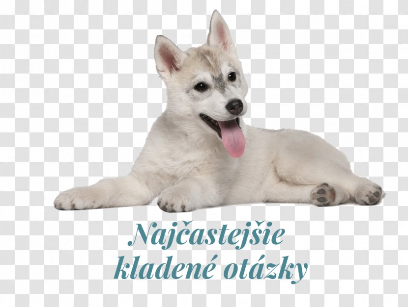 Miniature Siberian Husky Canadian Eskimo Dog Puppy Tamaskan Canaan - Norwegian Buhund Transparent PNG