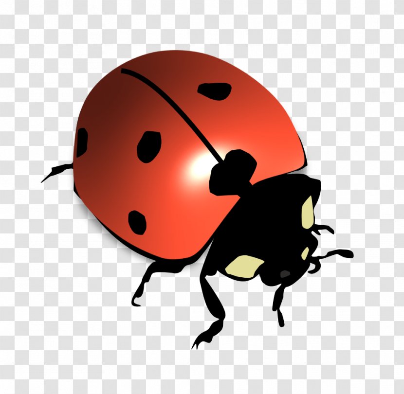 Ladybird Beetle Seven-spot Psyllobora Vigintiduopunctata Transparent PNG