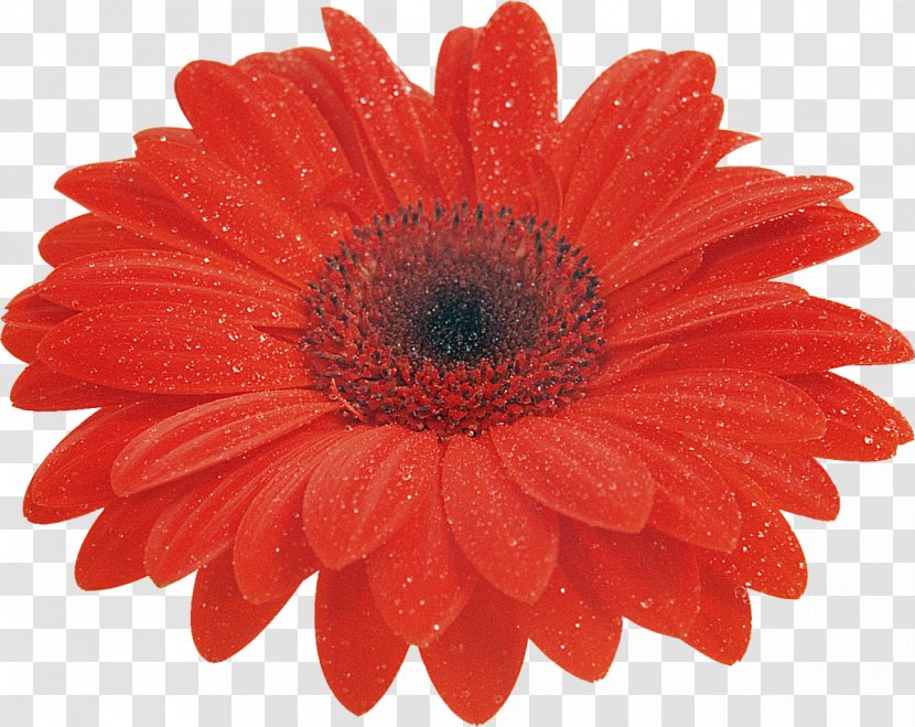 Transvaal Daisy Cut Flowers Clip Art Red - Marguerite - Flower Transparent PNG