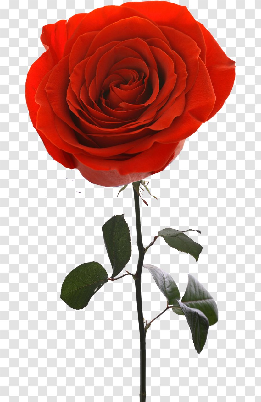 Garden Roses Flower Beach Rose Jasmine - Red Transparent PNG