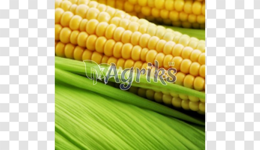 Maize Export India Sweet Corn Manufacturing - Kernel Transparent PNG