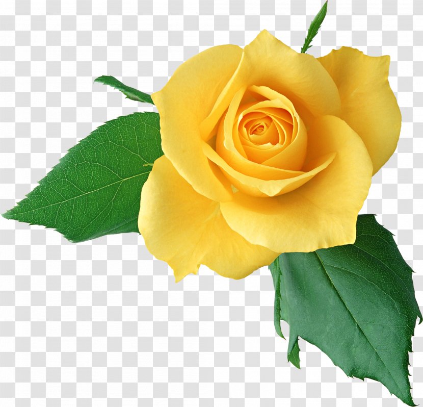 Rose Yellow Clip Art - Image Resolution - Clipart Transparent PNG