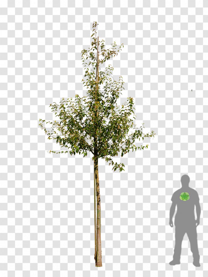 Twig Shrub Plant Stem - Tree Transparent PNG