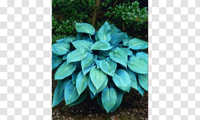 Leaf Evergreen Groundcover Herb Transparent PNG