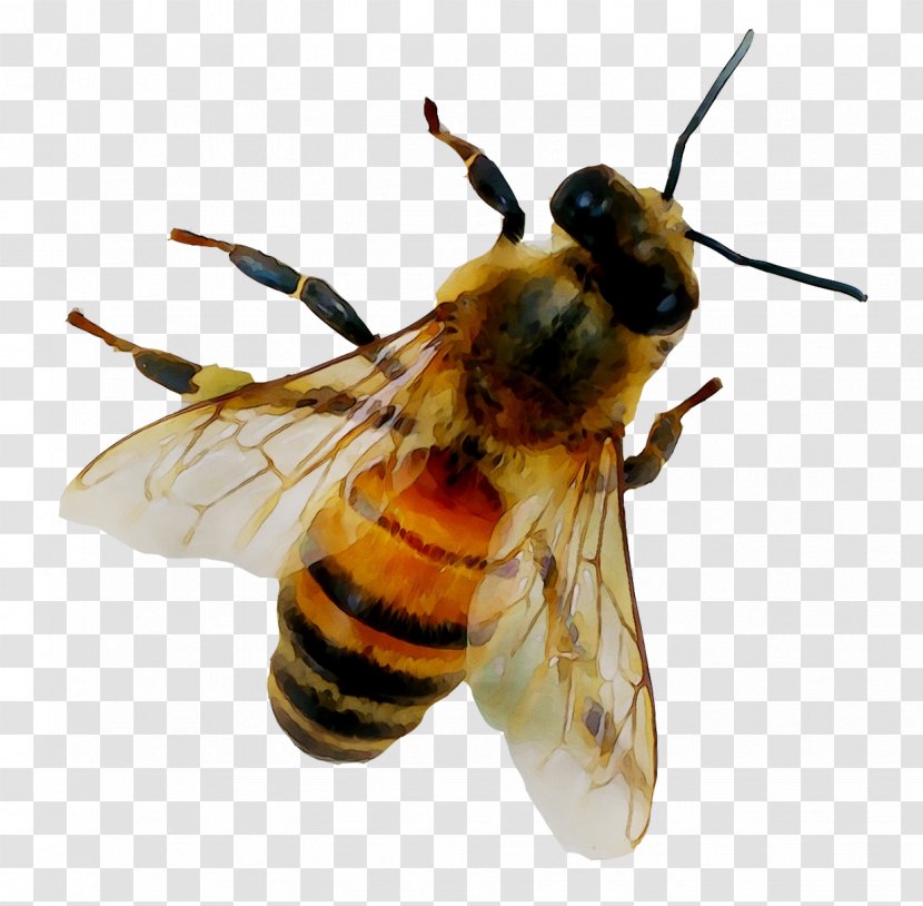 Honey Bee Nectar - Membranewinged Insect Transparent PNG