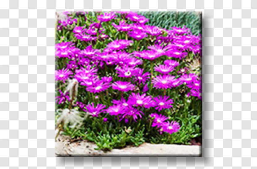Snow-in-summer Pink Perennial Plant Garden Houseleek - Ornamental Transparent PNG