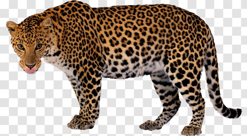 Snow Leopard Felidae Clip Art - Jaguar - Flow Transparent PNG